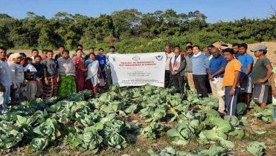 Arunachal: field day programme on ‘bio intensive pest management in cabbage’ held at jampani village  
