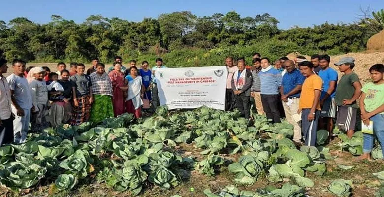 Arunachal: field day programme on ‘bio intensive pest management in cabbage’ held at jampani village  
