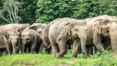 Arunachal: Be alert.... Elephant Herd seen along Bhalukpong-Tippi-Jamiri road