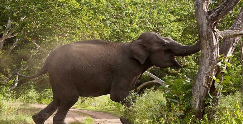 Arunachal: Man killed in elephant attack near Boda lake