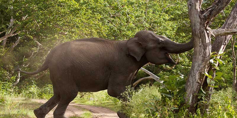 Arunachal: Man killed in elephant attack near Boda lake