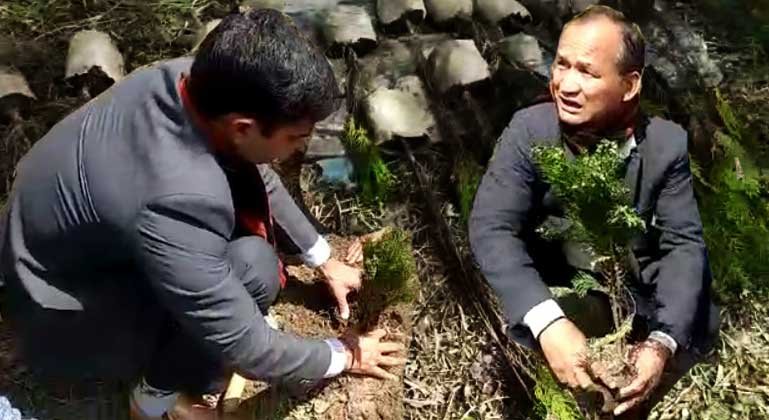 Arunachal: Hapoli Forest Division launched Green walk campaign with saplings plantation
