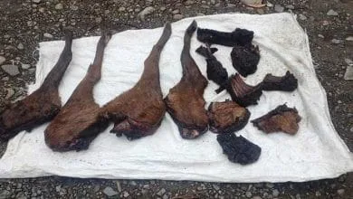 Arunachal: Forest officials seizes carcass of hog deer from Pasighat market