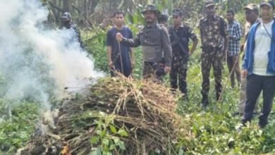 Arunachal: Massive illegal poppy plants & straws bunt 