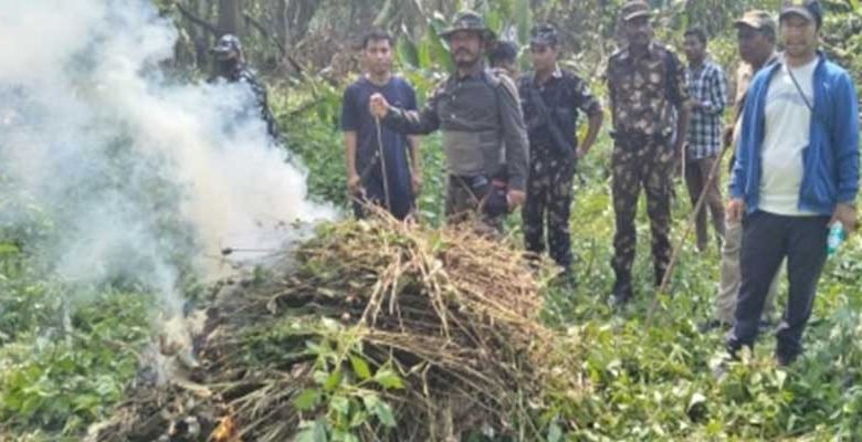 Arunachal: Massive illegal poppy plants & straws bunt 