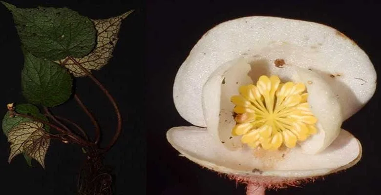 Kekar-Monying, a giant cliff of Arunachal Pradesh gets a new plant species