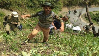 Arunachal: Poppy fields destroyed in Longding
