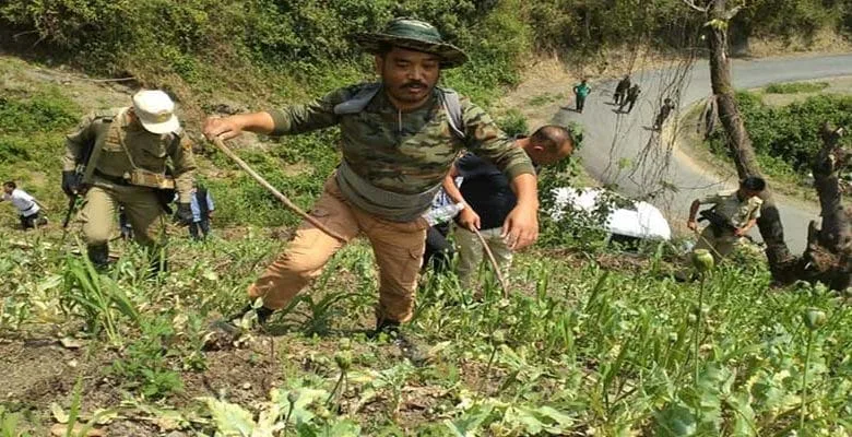 Arunachal: Poppy fields destroyed in Longding