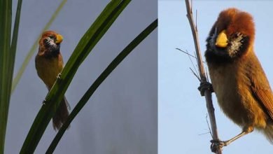 Researchers from IISER records vulnerable birds like black breasted parrotbill, swamp prinia, Indian grassbird