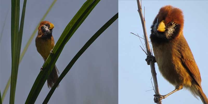 Researchers from IISER records vulnerable birds like black breasted ...