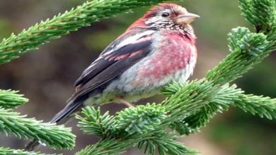 Rare Bird Spotted in Arunachal Pradesh Added to India’s Bird List