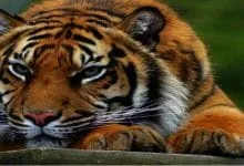 Itanagar:  Tiger Mauls  Zoo keeper To Death In Itanagar Zoo