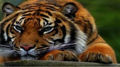 Itanagar:  Tiger Mauls  Zoo keeper To Death In Itanagar Zoo