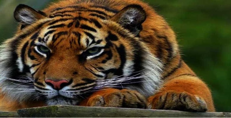 Itanagar:  Tiger Mauls  Zoo keeper To Death In Itanagar Zoo