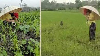 Arunachal: Severe pest infestation on dry rice cultivation at Lower Dibang valley concerns farmers of possible famine