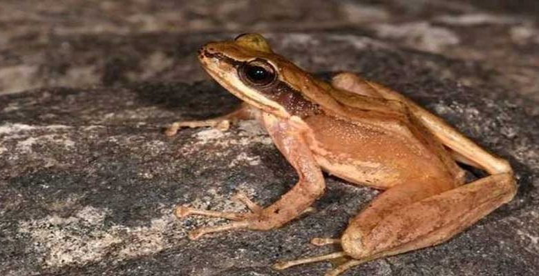 A new species of Cascade Frog discovered from Arunachal Pradesh named after the Adi hills and tribes