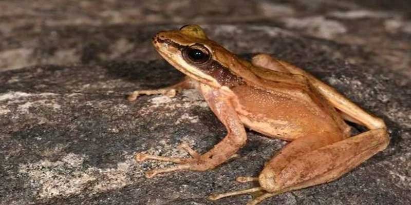 Adi-frog | Arunachal24