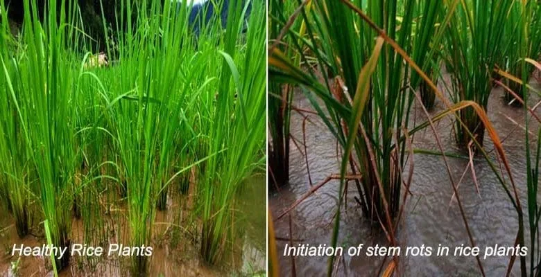 Stem Rot of Rice: An emerging problem in Arunachal Pradesh