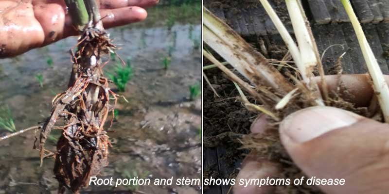 Stem Rot of Rice: An emerging problem in Arunachal Pradesh