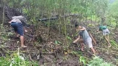 Arunachal: All Pongging Students’ Union with village GBs damages more than 20 gardens of Marijuana