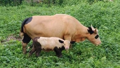 Arunachal: 808 mithuns dead due to FMD since February 2021