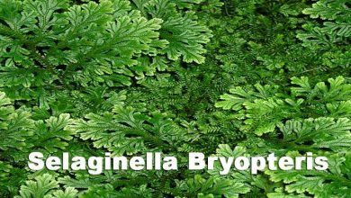 Arunachal: New fern species Selaginella bryopteris or 'Sanjeevni' found in Pistana