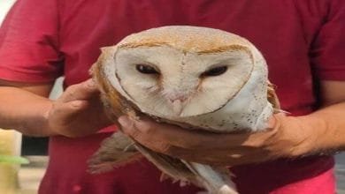 Arunachal: An injured barn owl rescued from APP Colony, rescuer hands over the owl to Wildlife dept
