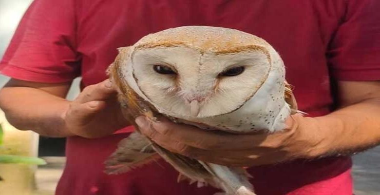 Arunachal: An injured barn owl rescued from APP Colony, rescuer hands over the owl to Wildlife dept