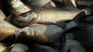 Arunachal: Training on Model Aquaculture Systems organised in Longding