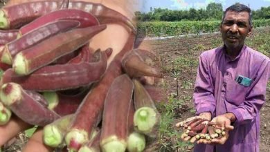 MP Farmer grows Red Ladyfinger: Price Rs 800 per Kg