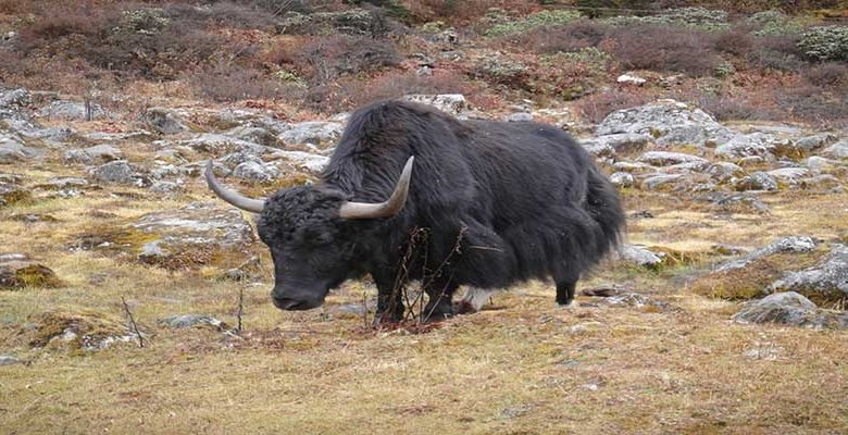 Arunachal: Nabard approves credit plan for yak husbandry