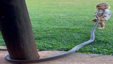 WATCH viral video  of 2-year-old handles huge python, sparks online debate