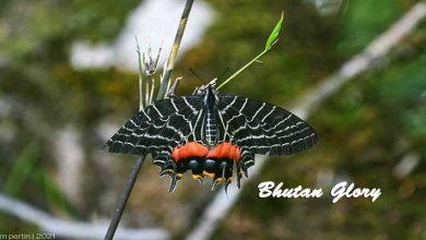 Arunachal: Bhutan Glory, species of butterfly discovered from Mishimi Hills near Mayudia Pass