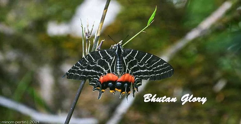 Arunachal: Bhutan Glory, species of butterfly discovered from Mishimi Hills near Mayudia Pass
