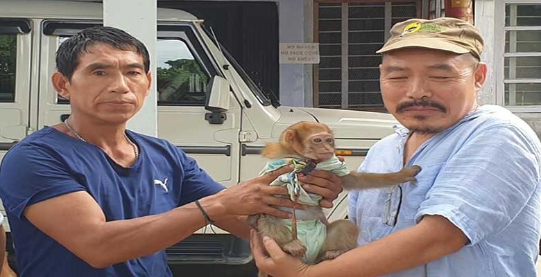  Arunachal:  MMA Fighter Omuk Aje hands over a baby Monkey to wildlife officials
