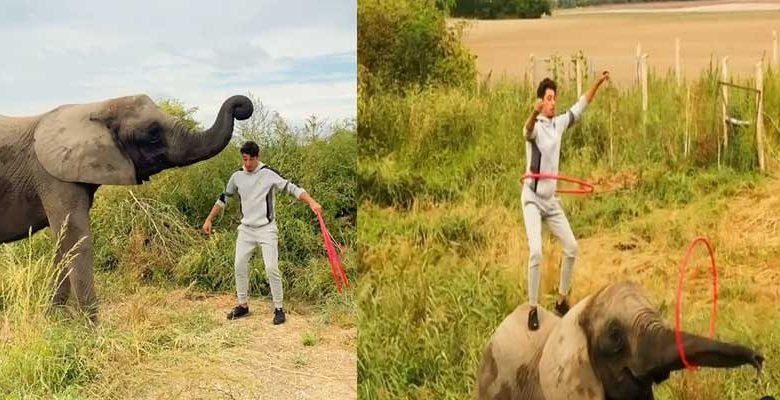 Elephant  joining man in hula hoop performance, Video goes viral 