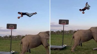 Viral Video: Man performs amazing basketball tricks involving an elephant