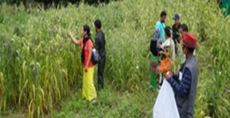 Arunachal: ICAR Basar organizes farmers field day programme for farmers