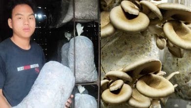 Arunachal: 13-Years-old school dropout boy starts Mushroom Farming