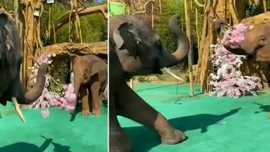VIRAL VIDEO: Elephant “proposes marriage” to his partner with a bouquet of flowers