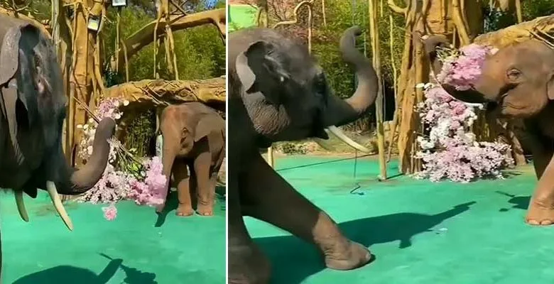VIRAL VIDEO: Elephant “proposes marriage” to his partner with a bouquet of flowers
