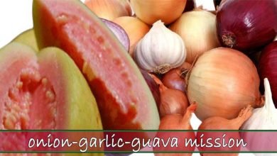 Arunachal: CHF intensifies onion-garlic-guava mission