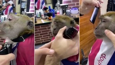 Viral Video: Monkey goes to beauty parlour to get a shave