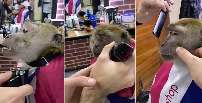 Viral Video: Monkey goes to beauty parlour to get a shave
