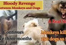 VIRAL NEWS: Monkeys killed 250 dogs in a Gang war between them
