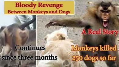 VIRAL NEWS: Monkeys killed 250 dogs in a Gang war between them