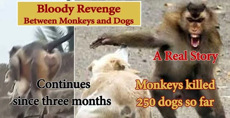 VIRAL NEWS: Monkeys killed 250 dogs in a Gang war between them