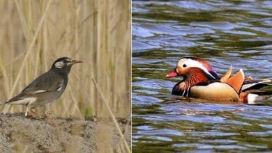 Arunachal: Ziro has huge birdwatching potential