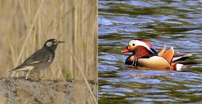Arunachal: Ziro has huge birdwatching potential