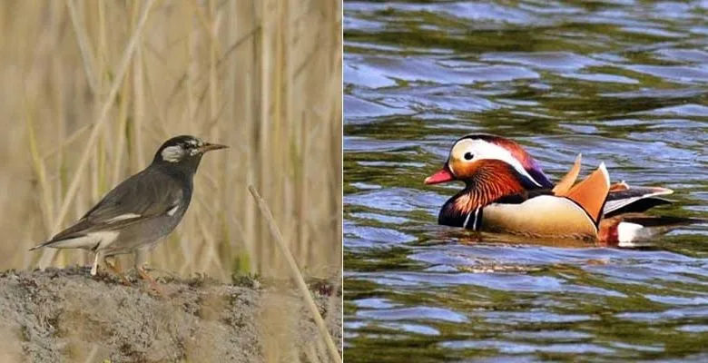 Arunachal: Ziro has huge birdwatching potential